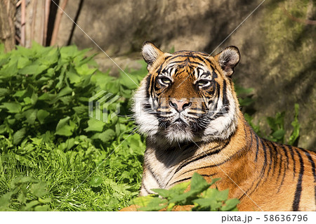 Tiger a portrait Tiger a portrait 58636796