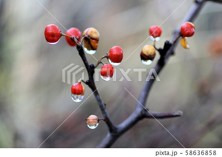 ツルウメモドキと雫 ツルウメモドキと雫 58636858