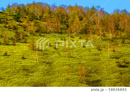 草津白根山の紅葉 草津白根山の紅葉 58636893