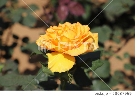 サンダンス 濃い黄色に赤の覆輪のバラの写真素材