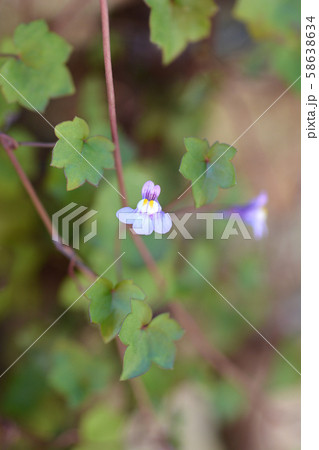 Kenilworth Ivy Kenilworth Ivy 58638634