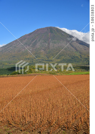 北海道真狩村で刈り入れ間近の大豆畑と羊蹄山（蝦夷富士）の風景を撮影 58638803