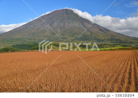 北海道真狩村で刈り入れ間近の大豆畑と羊蹄山（蝦夷富士）の風景を撮影 58638804