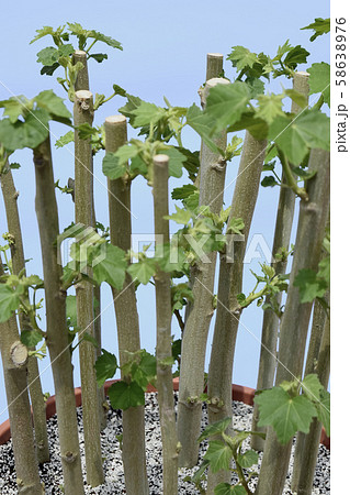 酔芙蓉 挿し木 イメージ ( fix撮影 ) 酔芙蓉 挿し木 イメージ ( fix撮影 ) 58638976