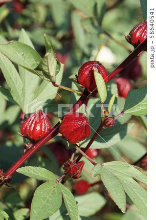 ローゼルの赤い実 58640541