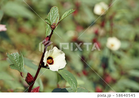 ローゼルの花の写真素材