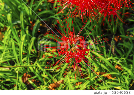 ヒガンバナ ヒガンバナ 58640658