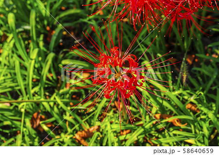 ヒガンバナ 58640659