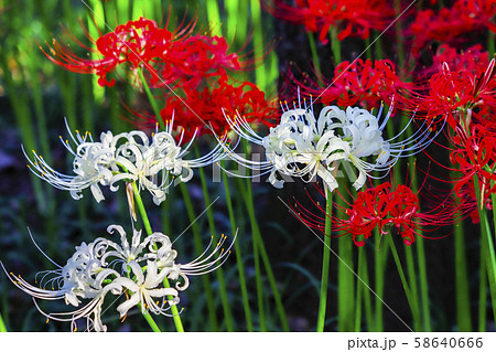 紅白のヒガンバナ シロバナマンジュシャゲとヒガンバナの写真素材