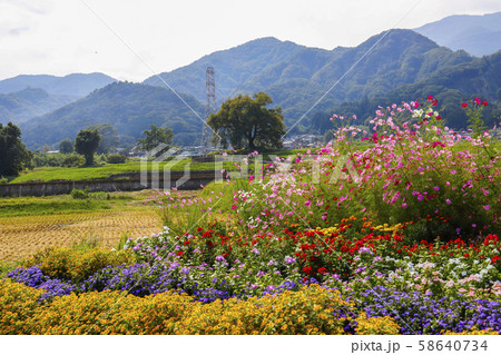 山梨県 秋の花畑とわに塚の桜の写真素材