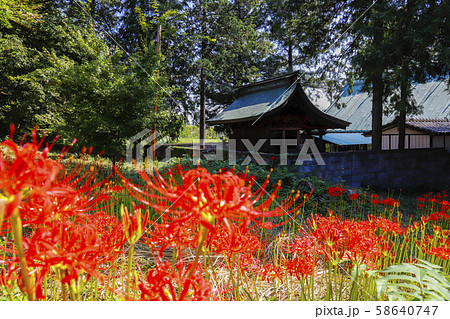 【山梨県】ヒガンバナと初秋の三社神社 58640747