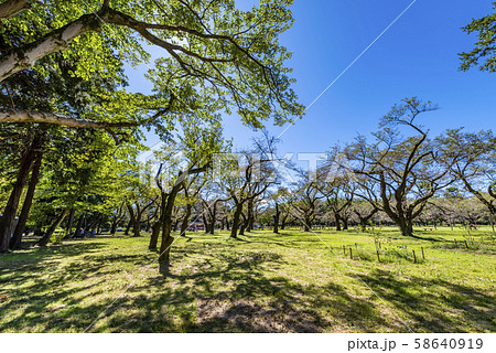小金井公園 たてもの園前広場の風景 58640919