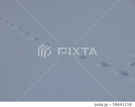 雪に残るキタキツネの足跡（冬の知床五湖エコツアー参加中に撮影したもの） 58641158