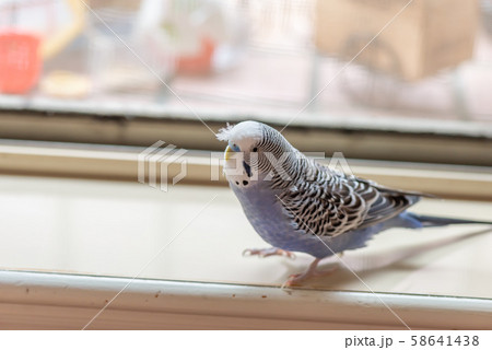 鳥 バーディー 小鳥 58641438