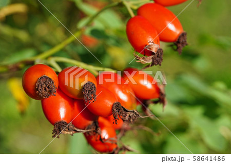 かわいいモモヒトエハマナスの実 かわいいモモヒトエハマナスの実 58641486