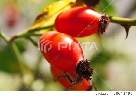 かわいいモモヒトエハマナスの実 かわいいモモヒトエハマナスの実 58641490