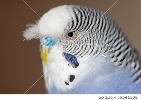 鳥 インコ オウム 58641508