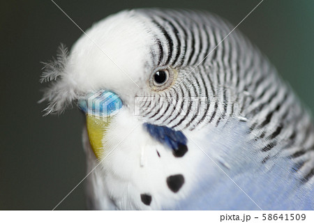 鳥 インコ オウム 58641509