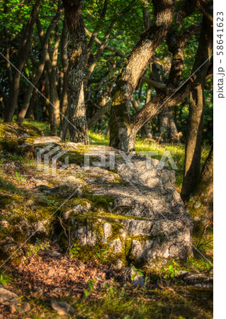 Dreamy forest in sunlight at springtime Dreamy forest in sunlight at springtime 58641623