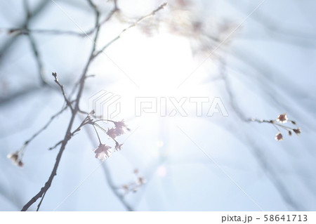 季節外れの開花 季節外れの開花 58641713