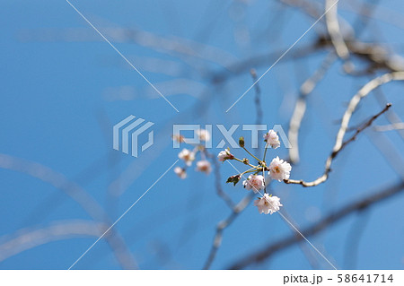 季節外れの桜開花 58641714