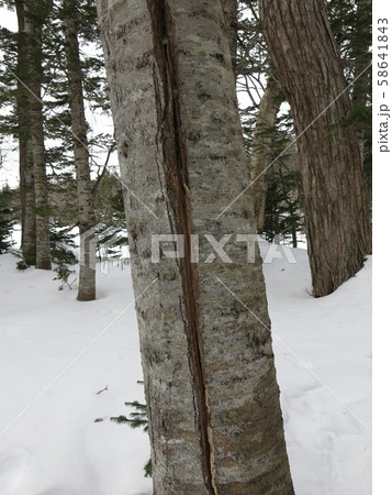 トドマツの凍裂(冬の知床五湖エコツアー参加中に撮影したもの) トドマツの凍裂(冬の知床五湖エコツアー参加中に撮影したもの) 58641843