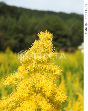 満開の「セイタカアワダチソウ」 58641925