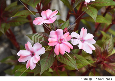 サンパチェンス サンパチェンス 58641983