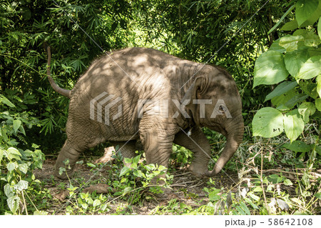 Thai Elephant in jungle 58642108