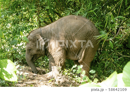 Thai Elephant in jungle Thai Elephant in jungle 58642109