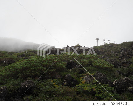 北八ヶ岳坪庭 北八ヶ岳坪庭 58642239