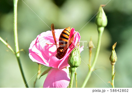 スズメバチと薔薇 スズメバチと薔薇 58642802