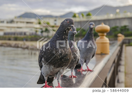 鳩 鳩 58644009
