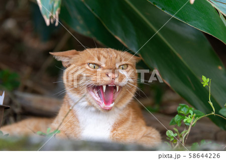 動物 動物学 猫 58644226