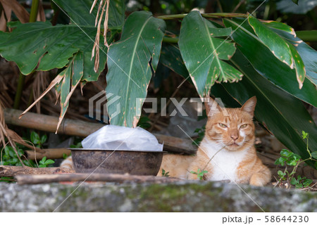 動物 動物学 猫 58644230