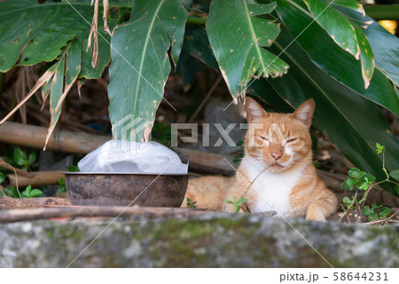 動物 動物学 猫 58644231