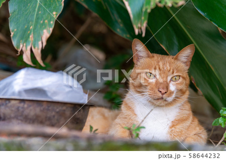 動物 動物学 猫 58644232