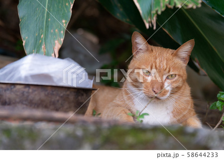 動物 動物学 猫 58644233