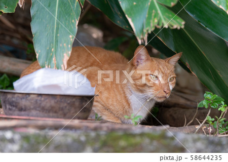 動物 動物学 猫 58644235