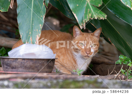 景色 風景 台湾 58644236