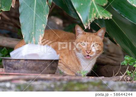 景色 風景 台湾 58644244