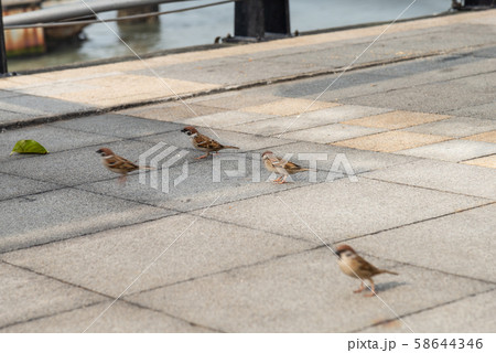 景色 風景 台湾 58644346