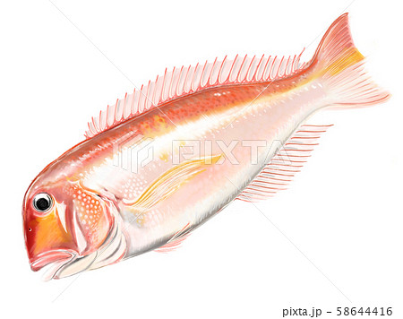 甘鯛 D手描き 甘鯛 D手描き 58644416