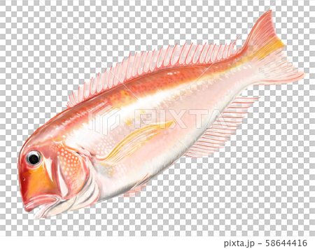 甘鯛 D手描き 甘鯛 D手描き 58644416