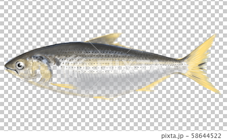 コノシロ D手描き コノシロ D手描き 58644522