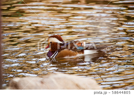 オシドリ オシドリ 58644805