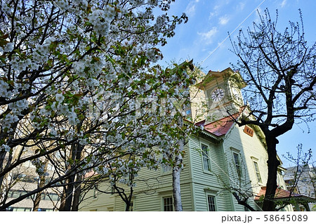 札幌市時計台の桜 58645089