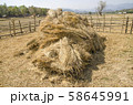 The straw haystack on the field after harvesting 58645991