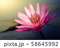 The Pink Lotus Flower 58645992