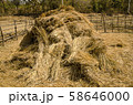 The straw haystack on the field after harvesting 58646000
